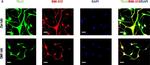 Mouse IgG (H+L) Highly Cross-Adsorbed Secondary Antibody in Immunocytochemistry (ICC/IF)