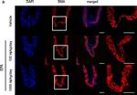 Mouse IgG (H+L) Highly Cross-Adsorbed Secondary Antibody in Immunohistochemistry (Paraffin) (IHC (P))