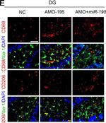 Mouse IgG (H+L) Highly Cross-Adsorbed Secondary Antibody in Immunohistochemistry (Frozen) (IHC (F))