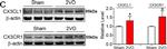 Mouse IgG (H+L) Highly Cross-Adsorbed Secondary Antibody in Western Blot (WB)