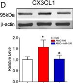 Mouse IgG (H+L) Highly Cross-Adsorbed Secondary Antibody in Western Blot (WB)