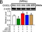 Mouse IgG (H+L) Highly Cross-Adsorbed Secondary Antibody in Western Blot (WB)