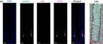 Mouse IgG (H+L) Highly Cross-Adsorbed Secondary Antibody in Immunohistochemistry (IHC)