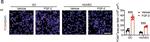 Mouse IgG (H+L) Highly Cross-Adsorbed Secondary Antibody in Immunocytochemistry (ICC/IF)