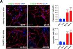 Guinea Pig IgG (H+L) Highly Cross-Adsorbed Secondary Antibody in Immunocytochemistry (ICC/IF)