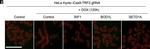 Rabbit IgG (H+L) Highly Cross-Adsorbed Secondary Antibody in Immunocytochemistry (ICC/IF)