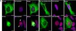 Rabbit IgG (H+L) Highly Cross-Adsorbed Secondary Antibody in Immunocytochemistry (ICC/IF)