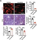 Goat IgG (H+L) Cross-Adsorbed Secondary Antibody in Immunohistochemistry (IHC)