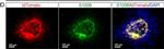 Rabbit IgG (H+L) Cross-Adsorbed Secondary Antibody in Immunocytochemistry (ICC/IF)