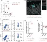 CD45 Antibody in Flow Cytometry (Flow)