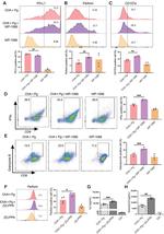 Perforin Antibody in Flow Cytometry (Flow)