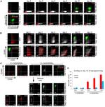 CD54 (ICAM-1) Antibody in Flow Cytometry (Flow)