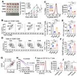 FCGR2B Antibody in Flow Cytometry (Flow)