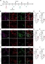 BrdU Antibody in Immunocytochemistry (ICC/IF)