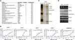 SRSF1 Antibody in Western Blot (WB)