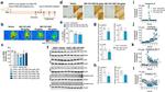 alpha Synuclein Antibody in Western Blot (WB)