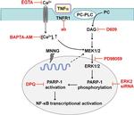 CD120a (TNF Receptor I) Antibody in Neutralization (Neu)