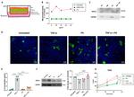 MUC2 Antibody in Western Blot (WB)