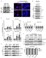 GAPDH Antibody in Western Blot (WB)