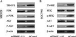 AKT Pan Antibody in Western Blot (WB)