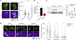 MTCO2 Antibody in Western Blot (WB)