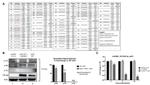 Phosphotyrosine Antibody in Western Blot (WB)