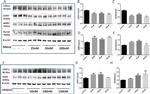 BMP-2 Antibody in Western Blot (WB)