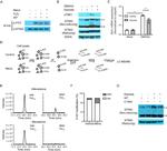 FITC Antibody in Western Blot (WB)