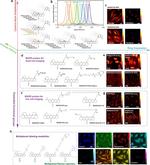 Fibrillarin Antibody in Immunohistochemistry (IHC)