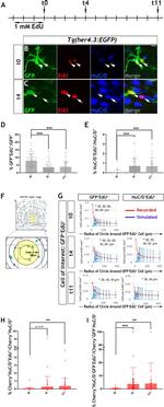 HuC/HuD Antibody in Immunohistochemistry (IHC)