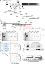 GST Tag Antibody in Western Blot (WB)