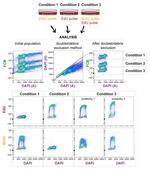 BrdU Antibody in Flow Cytometry (Flow)