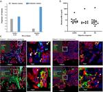 CD68 Antibody in Immunohistochemistry (IHC)