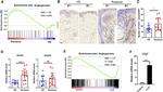 CD31 Antibody in Immunohistochemistry (IHC)