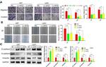 Vimentin Antibody in Western Blot (WB)