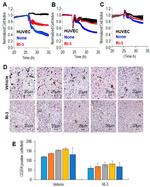 CD204 Antibody in Immunohistochemistry (IHC)