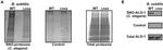 ALG1 Antibody in Western Blot (WB)