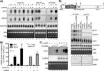 gamma Actin Antibody in Western Blot (WB)