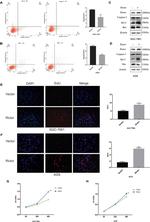 Bcl-2 Antibody in Western Blot (WB)