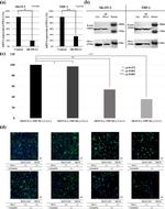 PD-L1 Antibody in Western Blot (WB)