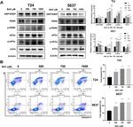 Phospho-PERK (Thr982) Antibody in Western Blot (WB)