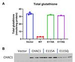 CHAC1 Antibody in Western Blot (WB)