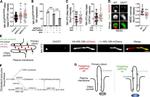 DHCR7 Antibody in Immunocytochemistry (ICC/IF)