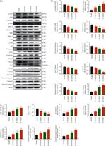 FAT4 Antibody in Western Blot (WB)