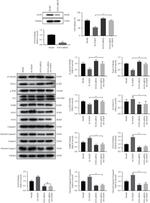 FAT4 Antibody in Western Blot (WB)