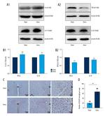 IL-17A Antibody in Western Blot (WB)