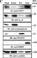 Rabbit IgG (H+L) Secondary Antibody in Western Blot (WB)