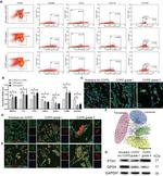 CD206 (MMR) Antibody in Flow Cytometry (Flow)