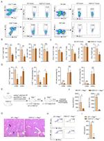 CD4 Antibody in Flow Cytometry (Flow)