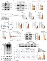 IFN gamma Antibody in Flow Cytometry (Flow)